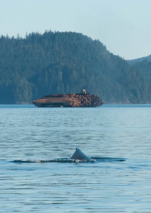 Enorme carregamento de madeira passa atrás de baleia durante passeio de barco em Telegraph Cove, na Vancouver Island, na Columbia Britânica, costa oeste do Canadá